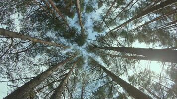 Low Angle View of a Pine Forest when Looking Up to the Trees. Bottom View of Pine Crowns at Sunny Summer Day. The Sky Can Be Seen Through the Tops of the Trees. Backward Gimbal Stabilizer Movement video