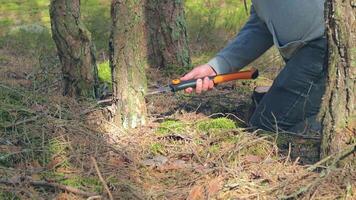 Man in a Hike Sawing Wood for the Campfire Using a Hand Saw. Tourist in a European Forest is Prepearing for the Camp. Static Shot video