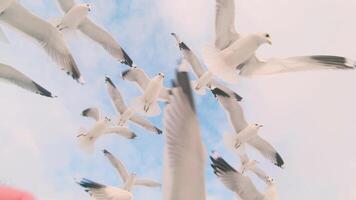 Seagulls Eat Bread from the Hand in Flight. A Lot of Hungry Birds in the Air. Feeding Seagulls with the Bread. Birds are Flying in the Cloudy Sky in Daytime video