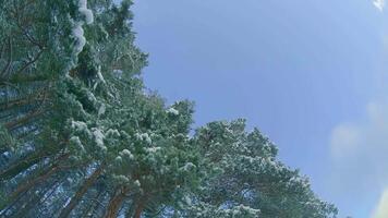 Low Angle View of a Winter Pine Forest, Walking Through the Coniferous Trees. Bottom View of the Tops of Pines in the Snow at Sunny Winter Day. The Sky Can Be Seen Through the Tops of the Pines video