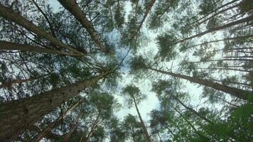 Low Angle View of a Pine Forest when Looking Up to the Trees. Bottom View of Pine Crowns at Sunny Summer Day. The Sky Can Be Seen Through the Tops of the Trees. Backward Gimbal Stabilizer Movement video