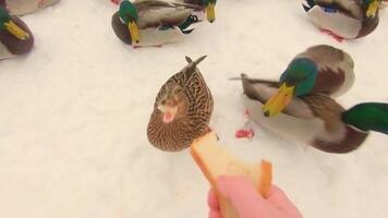 Feeding of Wild Ducks in Cold Winter Day - First Person View, Slow Motion. Much Hungry Birds in a Wild. Birds Fighting for Food. Feeding Ducks, Swans and Seagulls with the Bread - POV video