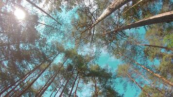 Walking Through the Pine Forest and Looking Up to the Trees. Bottom View of Pine Crowns at Sunny Summer Day. The Sky Can Be Seen Through the Tops of the Trees video