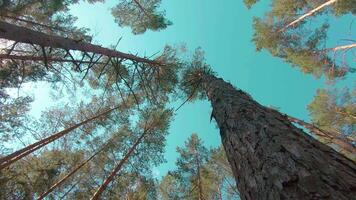Walking Through the Pine Forest and Looking Up to the Trees. Bottom View of Pine Crowns at Sunny Summer Day. The Sky Can Be Seen Through the Tops of the Trees video