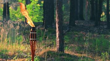 Bamboo Torch Burning in the Forest in Summer in the Daytime. Decorative Tropical Candle Has a Big Orange Flame Using Oil Fuel or Kerosene - Slow Motion. Static Shot video