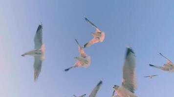 Seagulls Catch the Bread in Flight - Slow Motion. A Lot of Hungry Birds in the Air. Feeding Seagulls with the Bread. Birds are Flying in the Clear Sky in Daytime video