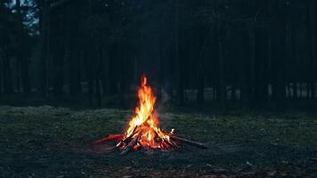 A Bonfire Burning in the Forest in Evening. Flaming Campfire. Fireplace in Nature - Static Shot, Slow Motion video