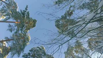 Low Angle View of a Winter Pine Forest, Walking Through the Coniferous Trees. Bottom View of the Tops of Pines in the Snow at Sunny Winter Day. The Sky Can Be Seen Through the Tops of the Pines video