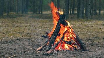 A Bonfire Burning in the Forest in Evening. Flaming Campfire. Fireplace in Nature - Static Shot, Slow Motion video