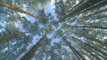 Low Angle View of a Winter Pine Forest, Walking Through the Coniferous Trees. Bottom View of the Tops of Pines in the Snow at Sunny Winter Day. The Sky Can Be Seen Through the Tops of the Pines video