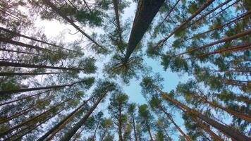 Low Angle View of Colorful Summer Pine Forest, Walking Through the Coniferous Trees - Moving Right. Bottom View of the Tops of Pines at Sunny Summer Day. The Sky Can Be Seen Through the Tops of Pines video