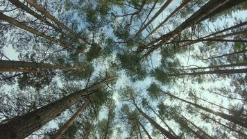 Low Angle View of a Pine Forest when Looking Up to the Trees. Bottom View of Pine Crowns at Sunny Summer Day. The Sky Can Be Seen Through the Tops of the Trees. Gimbal Stabilizer Rotation Right video