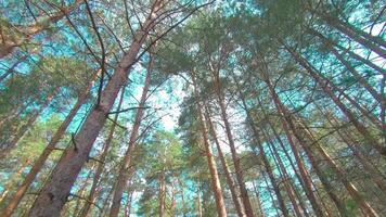 Walking Through the Pine Forest and Looking Up to the Trees. Bottom View of Pine Crowns at Sunny Summer Day. The Sky Can Be Seen Through the Tops of the Trees video