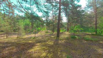 Walking Through the Pine Forest and Looking Up to the Trees. Bottom View of Pine Crowns at Sunny Summer Day. The Sky Can Be Seen Through the Tops of the Trees video