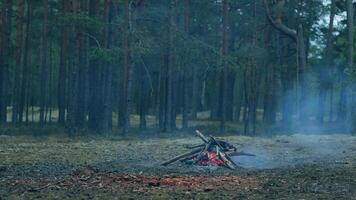 A Bonfire Burning in the Forest in Evening. Flaming Campfire. Fireplace in Nature - Static Shot, Slow Motion video