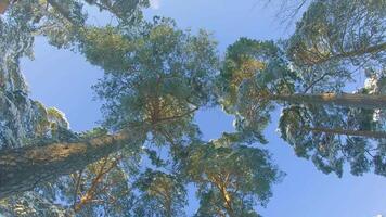 Low Angle View of a Winter Pine Forest, Walking Through the Coniferous Trees. Bottom View of the Tops of Pines in the Snow at Sunny Winter Day. The Sky Can Be Seen Through the Tops of the Pines video