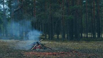 A Bonfire Burning in the Forest in Evening. Flaming Campfire. Fireplace in Nature - Static Shot, Slow Motion video