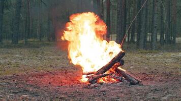 A Bonfire Burning in the Forest in Evening. Flaming Campfire. Fireplace in Nature - Static Shot, Slow Motion video