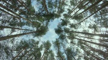 Low Angle View of a Pine Forest when Looking Up to the Trees. Bottom View of Pine Crowns at Sunny Summer Day. The Sky Can Be Seen Through the Tops of the Trees. Backward Gimbal Stabilizer Movement video