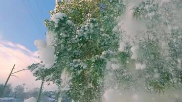 Snow Falls from Pine Branches at Sunny Winter Day - Slow Motion. Walking Through the Coniferous Forest video