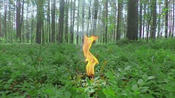 Burning Candle in Pine Forest at Sumer Day - Smooth and Super Slow Motion video