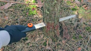 Man in a Hike Sawing Wood for the Campfire Using a Hand Saw. Tourist in a European Forest is Prepearing for the Camp. Static Shot video