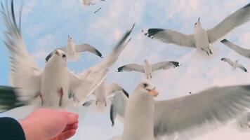 Seagulls Eat Bread from the Hand in Flight - Super Slow Motion. A Lot of Hungry Birds in the Air. Feeding Seagulls with the Bread. Birds are Flying in the Cloudy Sky in Daytime video