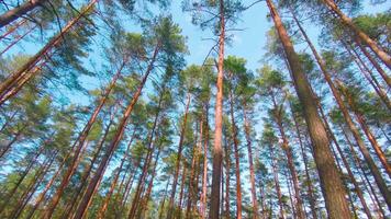 Low Angle View of Colorful Summer Pine Forest, Walking Through the Coniferous Trees. Bottom View of the Tops of Pines at Sunny Summer Day. The Sky Can Be Seen Through the Tops of Pines video