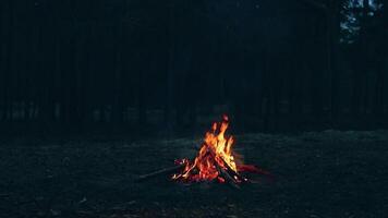 A Bonfire Burning in the Forest in Evening. Flaming Campfire. Fireplace in Nature - Static Shot, Slow Motion video