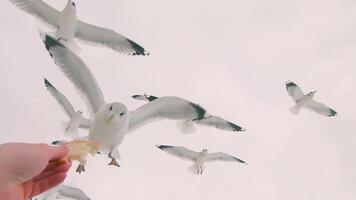 Seagulls Eat Bread from the Hand in Flight - Super Slow Motion. A Lot of Hungry Birds in the Air. Feeding Seagulls with the Bread. Birds are Flying in the Cloudy Sky in Daytime video