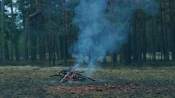 A Bonfire Burning in the Forest in Evening. Flaming Campfire. Fireplace in Nature - Static Shot, Slow Motion video