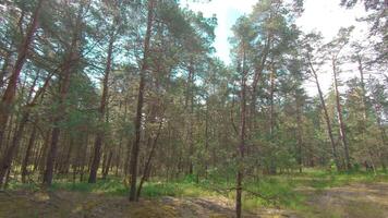 Walking Through the Pine Forest and Looking Up to the Trees. Bottom View of Pine Crowns at Sunny Summer Day. The Sky Can Be Seen Through the Tops of the Trees video