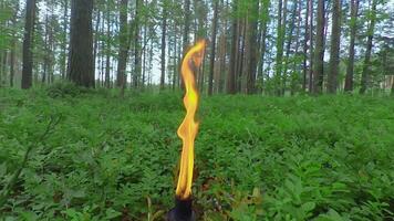 Burning Candle in Pine Forest at Sumer Day - Smooth and Super Slow Motion video