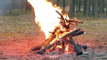 A Bonfire Burning in the Forest at Summer Day. Flaming Campfire. Fireplace in Nature - Static Shot, Slow Motion video