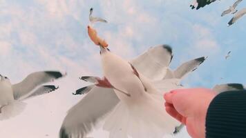 Seagulls Eat Bread from the Hand in Flight - Super Slow Motion. A Lot of Hungry Birds in the Air. Feeding Seagulls with the Bread. Birds are Flying in the Cloudy Sky in Daytime video