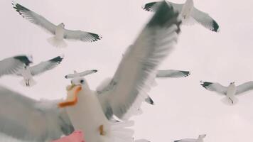 Seagulls Eat Bread from the Hand in Flight - Super Slow Motion. A Lot of Hungry Birds in the Air. Feeding Seagulls with the Bread. Birds are Flying in the Cloudy Sky in Daytime video