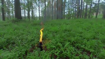 Burning Candle in Pine Forest at Sumer Day - Smooth and Super Slow Motion video