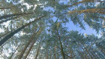 Low Angle View of a Winter Pine Forest, Walking Through the Coniferous Trees. Bottom View of the Tops of Pines in the Snow at Sunny Winter Day. The Sky Can Be Seen Through the Tops of the Pines video
