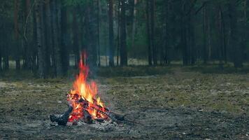 A Bonfire Burning in the Forest in Evening. Flaming Campfire. Fireplace in Nature - Static Shot, Slow Motion video