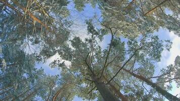 Low Angle View of a Winter Pine Forest, Walking Through the Coniferous Trees. Bottom View of the Tops of Pines in the Snow at Sunny Winter Day. The Sky Can Be Seen Through the Tops of the Pines video