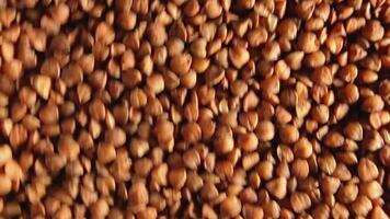 Dry Uncooked Brown Buckwheat Groats Background Moving Upward - Top View, Low Key Light. Raw Large Buckwheat Grains. Russian, Ukrainian and Belarusian Culture video