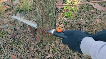 Man in a Hike Sawing Wood for the Campfire Using a Hand Saw. Tourist in a European Forest is Prepearing for the Camp. Static Shot video