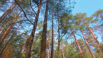 Low Angle View of Colorful Summer Pine Forest, Walking Through the Coniferous Trees. Bottom View of the Tops of Pines at Sunny Summer Day. The Sky Can Be Seen Through the Tops of Pines video