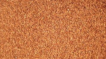Dry Uncooked Brown Buckwheat Groats, Rotating Background - Top View. Raw Large Buckwheat Grains. Russian, Ukrainian and Belarusian Culture. Rotation Right video