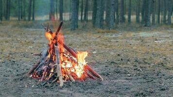 A Bonfire Burning in the Forest at Summer Day. Flaming Campfire. Fireplace in Nature - Static Shot, Slow Motion video