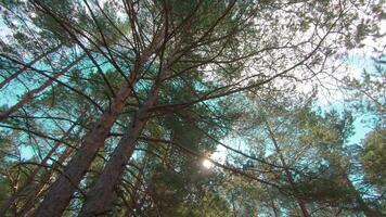 Walking Through the Pine Forest and Looking Up to the Trees. Bottom View of Pine Crowns at Sunny Summer Day. The Sky Can Be Seen Through the Tops of the Trees video