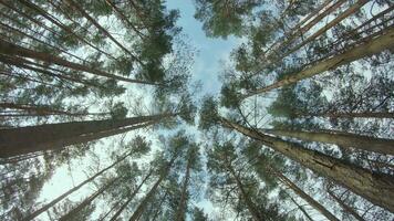 Low Angle View of a Pine Forest when Looking Up to the Trees. Bottom View of Pine Crowns at Sunny Summer Day. The Sky Can Be Seen Through the Tops of the Trees. Backward Gimbal Stabilizer Movement video