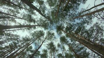 Low Angle View of a Pine Forest when Looking Up to the Trees. Bottom View of Pine Crowns at Sunny Summer Day. The Sky Can Be Seen Through the Tops of the Trees. Forward Gimbal Stabilizer Movement video