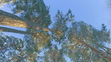 Low Angle View of a Winter Pine Forest, Walking Through the Coniferous Trees. Bottom View of the Tops of Pines in the Snow at Sunny Winter Day. The Sky Can Be Seen Through the Tops of the Pines video