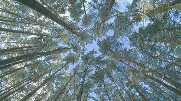 Low Angle View of a Winter Pine Forest, Walking Through the Coniferous Trees. Bottom View of the Tops of Pines in the Snow at Sunny Winter Day. The Sky Can Be Seen Through the Tops of the Pines video